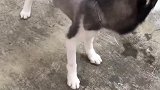 二哈：有本事放开我，看我不把你家给拆了！