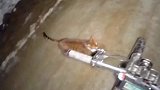 男主深夜骑车回家路遇流浪猫