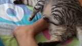 猫：把你臭脚丫子拿开，别在我肚子上蹭！