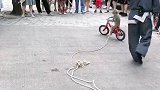 猴子踩单车