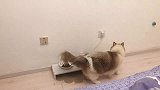 这猫不仅有洁癖，还有爱撒娇