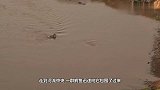 斑马死里逃生，躲过水中鳄鱼夹击，不料岸上还埋伏一群狮子