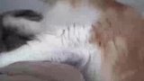 主人和猫咪的神奇对话