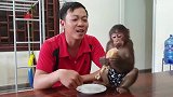鸡腿太好吃了，猴子真的等不及了，还吃得那么专业！