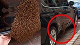 宝马车惨变“蜂巢车” 上千只蜜蜂密密麻麻“封门”