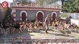 男子养了300只狗狗太听话，喂食一拥而上的画面，震撼无数人！