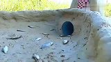 家里废弃的垃圾桶和水管，竟能制作成绝妙陷阱？螃蟹排队往里钻