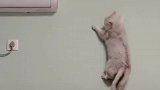 好好一只猫，非要当壁虎