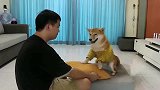 养狗千日，用狗一时