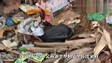 垃圾堆里传来奇怪叫声，男子打开塑料袋，立马愤怒了