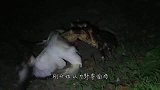 椰子蟹的钳子力量有多大？关在铁笼后震惊了，镜头拍下全过程！