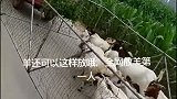 原来羊还可以这样放，全网第一人啊，这个羊肯定贵！