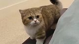 看到这只胖胖的短腿橘猫, 你爱了吗