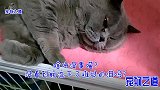主人发现胖公猫丢了，大半夜去找急得要崩溃，公猫被惩罚竟然哭了
