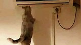 天气太热了，猫咪想让空调往下吹吹，结果一回头看见主人