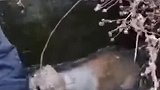 好心人救下落水小狗，小狗得救后一瘸一拐地跑，不忘回头感谢恩人