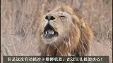 沙卡雄狮联盟：四兄弟越发自信，狂吼大叫，宣誓主权