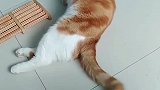 猫：我不想睡觉，我想吃小鱼干！