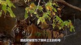 东北虎假装突然袭击白虎，下一秒憋住别笑，镜头拍下全过程！