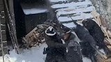 拍戏现场，大雪纷飞，一场动作戏