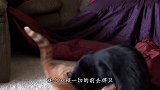 猫咪一转身看到主人在抱别的猫，醋意大发，简直像个熊孩子