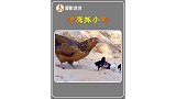 老鹰抓小鸡，到底是老鹰厉害还是老母鸡厉害