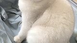 没想到养猫以后哪里都去不了了…萌宠出道计划 爱宠来狂欢 呸式vlog