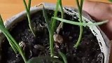 小技巧：家族种植蒜苗的简单方法美丽种植