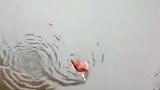 鸭子：兄弟别怕，我救你上来！