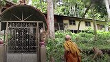 吃穷寺院，饥饿猴群洗劫泰国社区！当地人称生活在恐惧之中 