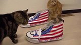 猫咪特殊嗜好：拿铲屎官的鞋子当猫窝！