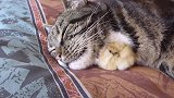 小鸡把猫当成妈妈一直粘着，长大后猫生无可恋了，看一次笑一次