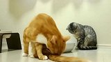 华人在纽约的家里监控看到狸花猫太傻了，橘猫用一条尾巴就赢了