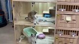 小奶猫化身技师，为同伴尽力按摩