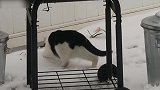 雪地里探险的小猫咪，这是再找小鱼干嘛真是太逗了！