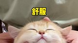 大家帮三只猫咪取个名字吧！！！！萌宠出道计划 元气顶瓜瓜乳茶 顶瓜瓜元气操
