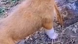 小狗偷吃蜂蜜，下一秒显得太萌了