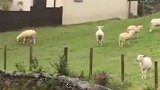 近日，英国一名男子在郊外度假拍到了这诡异一幕。要不是有一只羊动了一下，还以为是恶作剧。