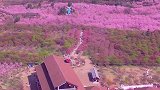 这里不是日本，是中国常宁百万樱花园