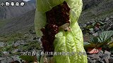 喜马拉雅山发现巨型“白菜”，一生只开一次花，比雪莲还珍贵