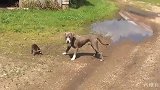 一只小浣熊遇到比特犬，面对体型大好几倍敌人，浣熊气势不输