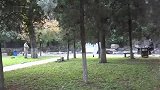 小罗路边捅蜂窝吓疯路人