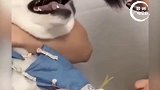 动物打针搞笑视频萌宠成精 萌宠打针