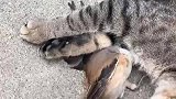 眼见不一定为实啊，本以为是猫抓鸟，没想到是鸟抓猫