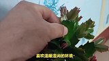 蟹爪兰的养殖办法和注意事项