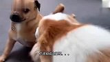 切个面条，把青龙偃月刀都拿出来了