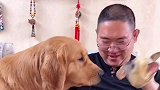 主人把肉干给仿真狗狗吃了，金毛的反应太搞笑了，你们忍住别笑！