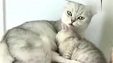 狸花猫：孩子生病了它搂着舔着喂奶，母爱真的好伟大！