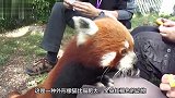 饲养员喂小熊猫吃苹果，随后摸了摸它的肚子，遭到小熊猫满脸嫌弃