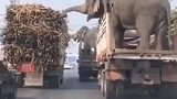 就等个红绿灯丢了一车甘蔗